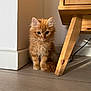 kitten, cat, orange_cat, fluffy, pet, indoor, wooden_floor, furniture_leg, curious, animal, cute, young_cat, whiskers, ears, tail, floor, household, corner, domestic_cat, small_pet