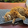 cat, orange_cat, fluffy_fur, curled_up, rug, patterned_rug, black_and_white, tile_floor, green_eyes, outdoor, garden, plants, curious, pet, animal, relaxed, lying_down, close_up, fur, whiskers