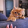 Ramsès participe au concours pour gagner de l'argent avec cette photo : kitten, orange_cat, cute, pet, indoor, hand, furniture, couch, home, cozy, curious, playful, fur, whiskers, paw, claw, closeup, domestic_animal, nail_polish, living_room