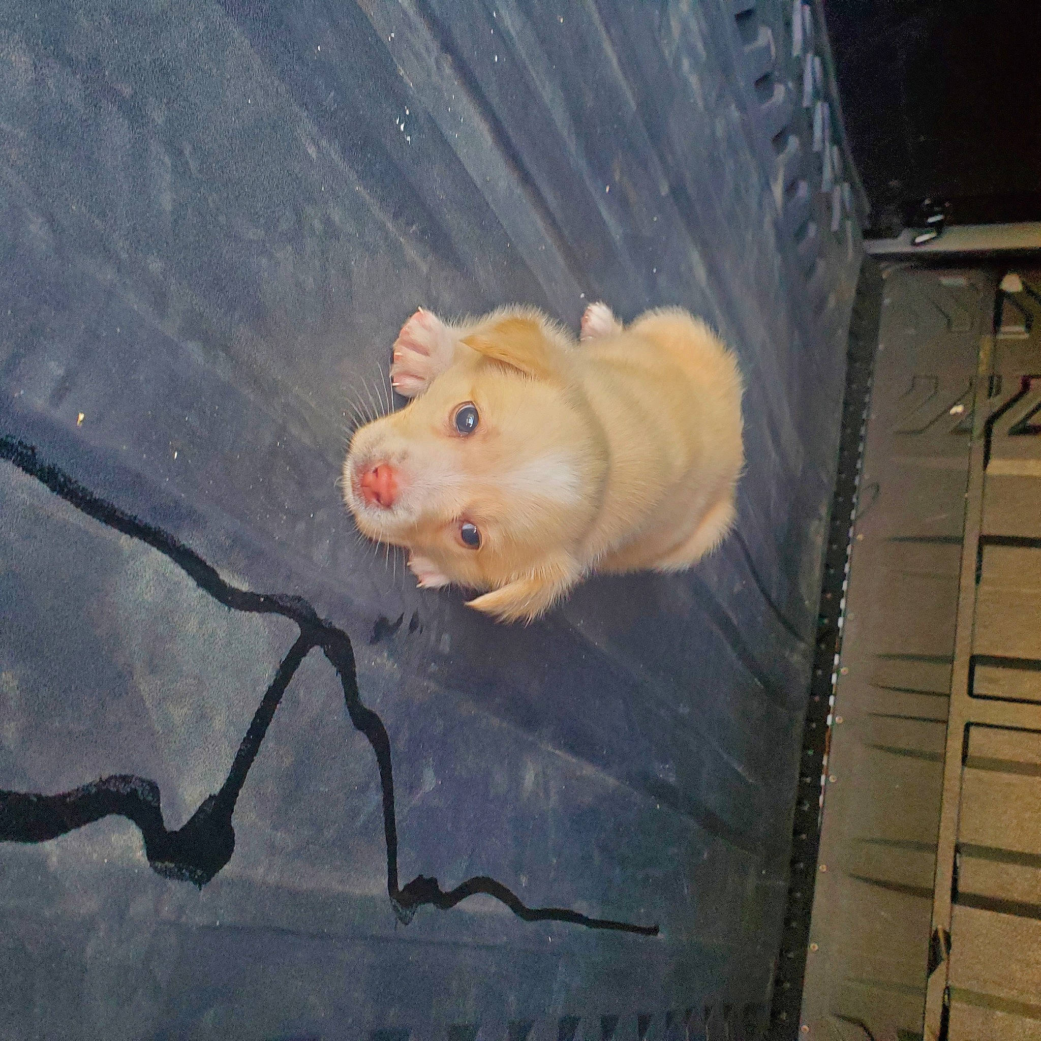 Stella Ray joined the competition — help win amazing prizes! comfort_food, domestic_pig, dormouse, fawn, fur, gas, mouse, muridae, muroidea, paper, rat, rodent, snout, stain, stuffed_toy, tail, toy, whiskers, wood