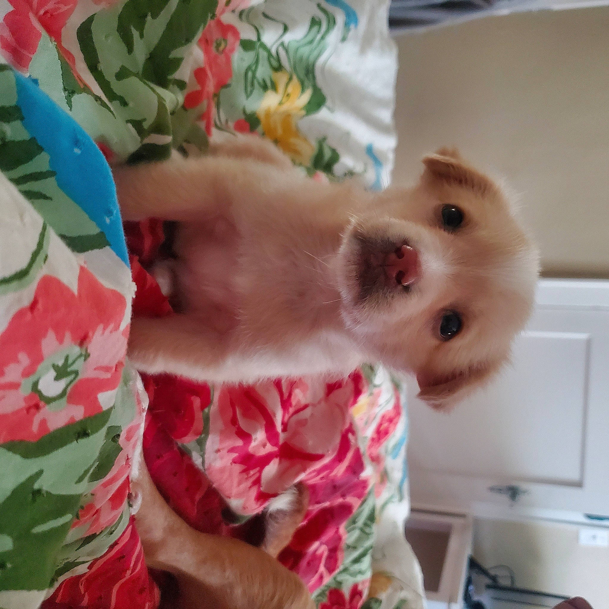 Stella Ray joined the competition — help win amazing prizes! carnivore, child, companion_dog, dog, dog_breed, felidae, foot, fur, kitchen_appliance, linens, nail, peach, petal, pink, room, selfie, small_to_medium_sized_cats, sporting_group, tail, whiskers