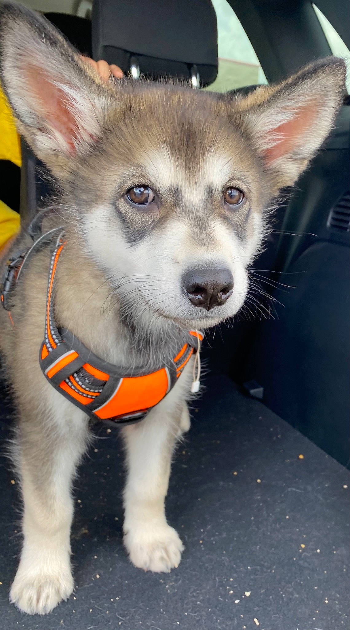 Athena is registered to the contest to win money with this photo: ancient_dog_breeds, canadian_eskimo_dog, canis, carnivore, collar, companion_dog, dog, dog_breed, dog_supply, fur, herding_dog, non_sporting_group, siberian_husky, sled_dog, sporting_group, whiskers, wolf, working_animal, working_dog