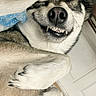 black_and_white, blanket, canine, claws, close_up, dog, eyes, face, fangs, fluffy, fur, grinning, indoor, nose, paws, sleepy, snout, teeth, underbite, whiskers