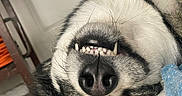 Athena is registered to the contest to win money with this photo: animal, black_and_white, blanket, close_up, dog, face, fangs, funny, fur, indoors, lying_down, muzzle, nose, pet, portrait, sleeping, teeth, toothy_grin, upside_down, vampire_like