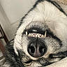 animal, black_and_white, blanket, close_up, dog, face, fangs, funny, fur, indoors, lying_down, muzzle, nose, pet, portrait, sleeping, teeth, toothy_grin, upside_down, vampire_like