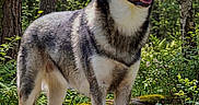 Athena is registered to the contest to win money with this photo: alert, animal, canine, daylight, dog, forest, fur, greenery, leaf, moss, nature, outdoor, pet, plant, standing, sunlight, tree, trunk, wildlife, woods