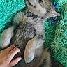 Athena joined the competition — help win amazing prizes! adorable, animal, belly_rub, companion, content, cozy, cute, dog, fluffy, fur, green_blanket, hand, indoor, paw, pet, puppy, relaxed, resting, sleeping, small_dog