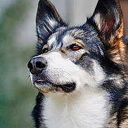 Athena joined the competition — help win amazing prizes! dog, husky, muzzle, ears, fur, portrait, outdoor, animal, pet, canine, whiskers, closeup, nature, looking_away, focused, fluffy, alert, headshot, background_blur, mammal