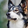 dog, husky, muzzle, ears, fur, portrait, outdoor, animal, pet, canine, whiskers, closeup, nature, looking_away, focused, fluffy, alert, headshot, background_blur, mammal