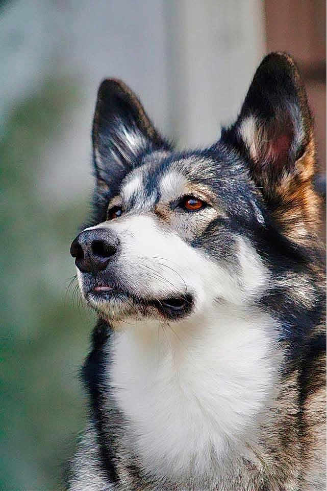 Athena