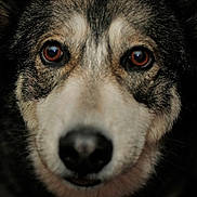 Athena is registered to the contest to win money with this photo: alert, animal, brown_eyes, canine, close_up, cute, dog, domestic_animal, expression, face, fur, furry, headshot, looking_at_camera, muzzle, nose, outdoor, pet, portrait, whiskers