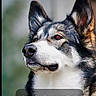 Athena is registered to the contest to win money with this photo: animal, award, black_and_white, blue_eyes, blurred_background, canine, close_up, cute, dog, ears, fluffy, fur, husky, looking_away, outdoor, pet, portrait, text_overlay, watermark, white_fur