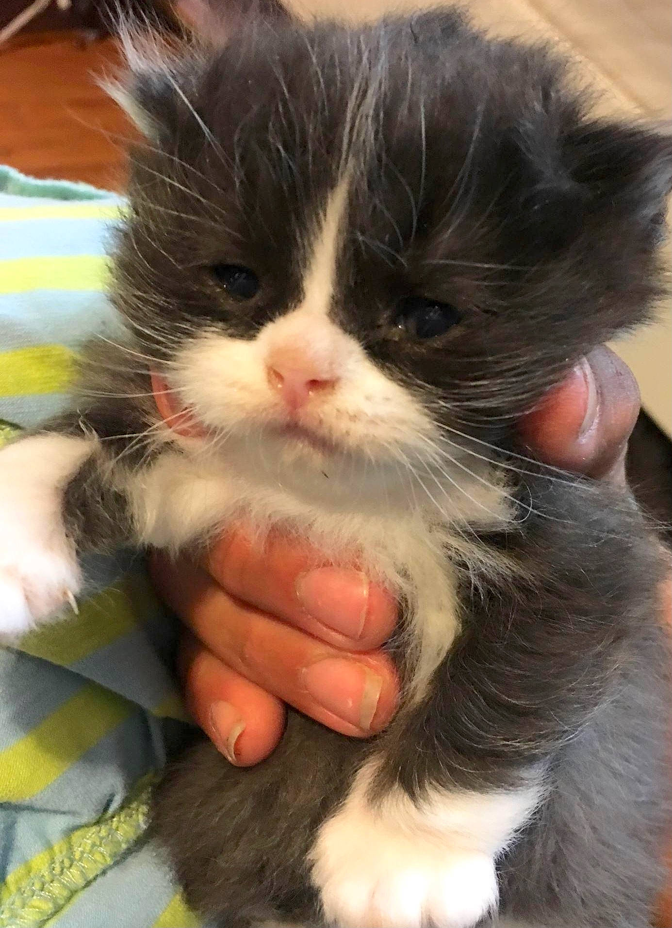 Bear is registered to the contest to win money with this photo: carnivore, cat, claw, comfort, felidae, finger, foot, fur, gesture, hair, small_to_medium_sized_cats, snout, staple_food, terrestrial_animal, whiskers