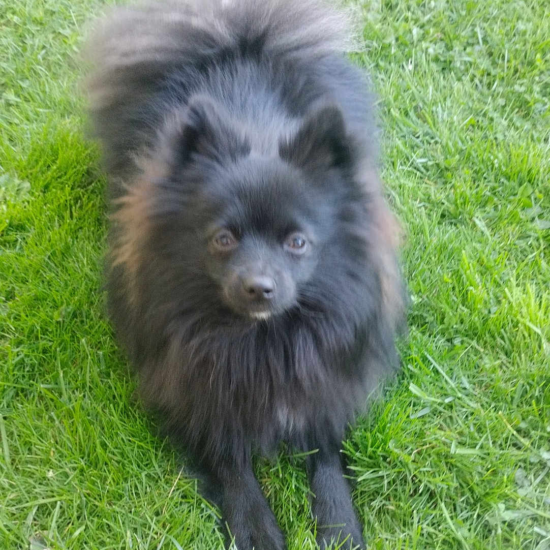 Lady a rejoint le concours — aidez-le/la à gagner de superbes lots ! affenpinscher, animal, backyard, canine, chow, cockerspaniel, dog, eskimodog, field, grass, grassland, green, lawn, nature, outdoors, pet, plant, puppy, vegetation, yard