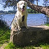 dog, golden_retriever, animal, pet, outdoor, lake, water, tree, grass, stone, sunny, nature, leash, canine, happy, tongue_out, daytime, park, scenery, sitting