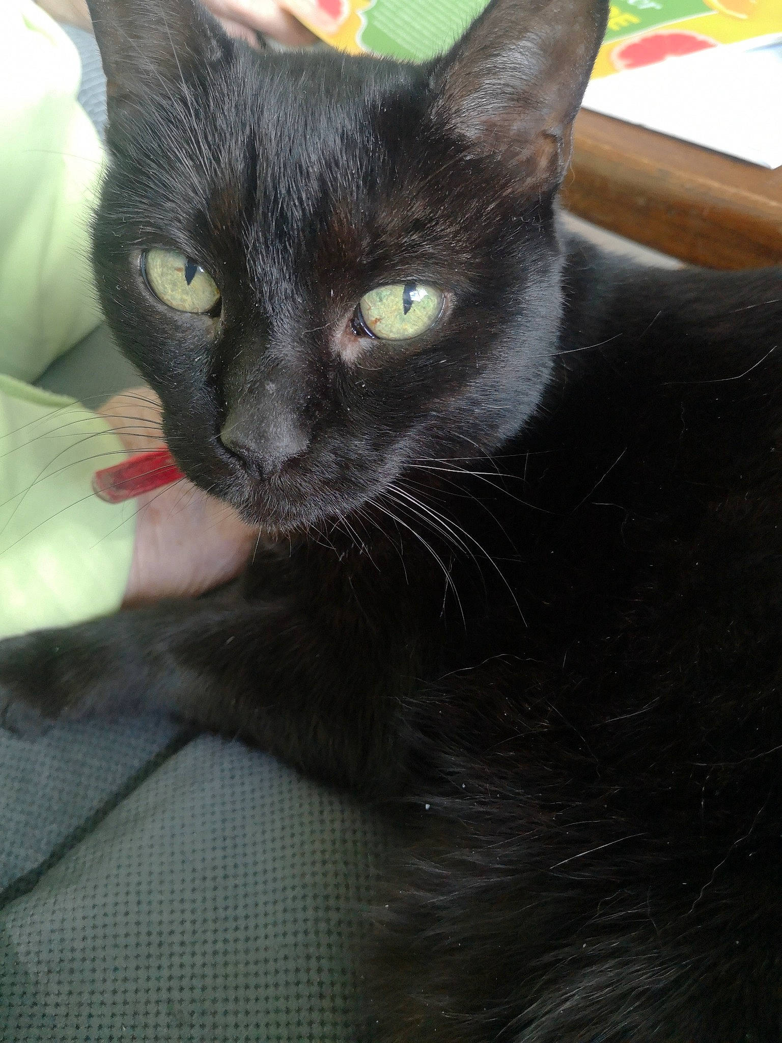 Minette participe au concours pour gagner de l'argent avec cette photo : black_cat, bombay, carnivore, cat, domestic_short_haired_cat, felidae, fur, havana_brown, small_to_medium_sized_cats, terrestrial_animal, whiskers