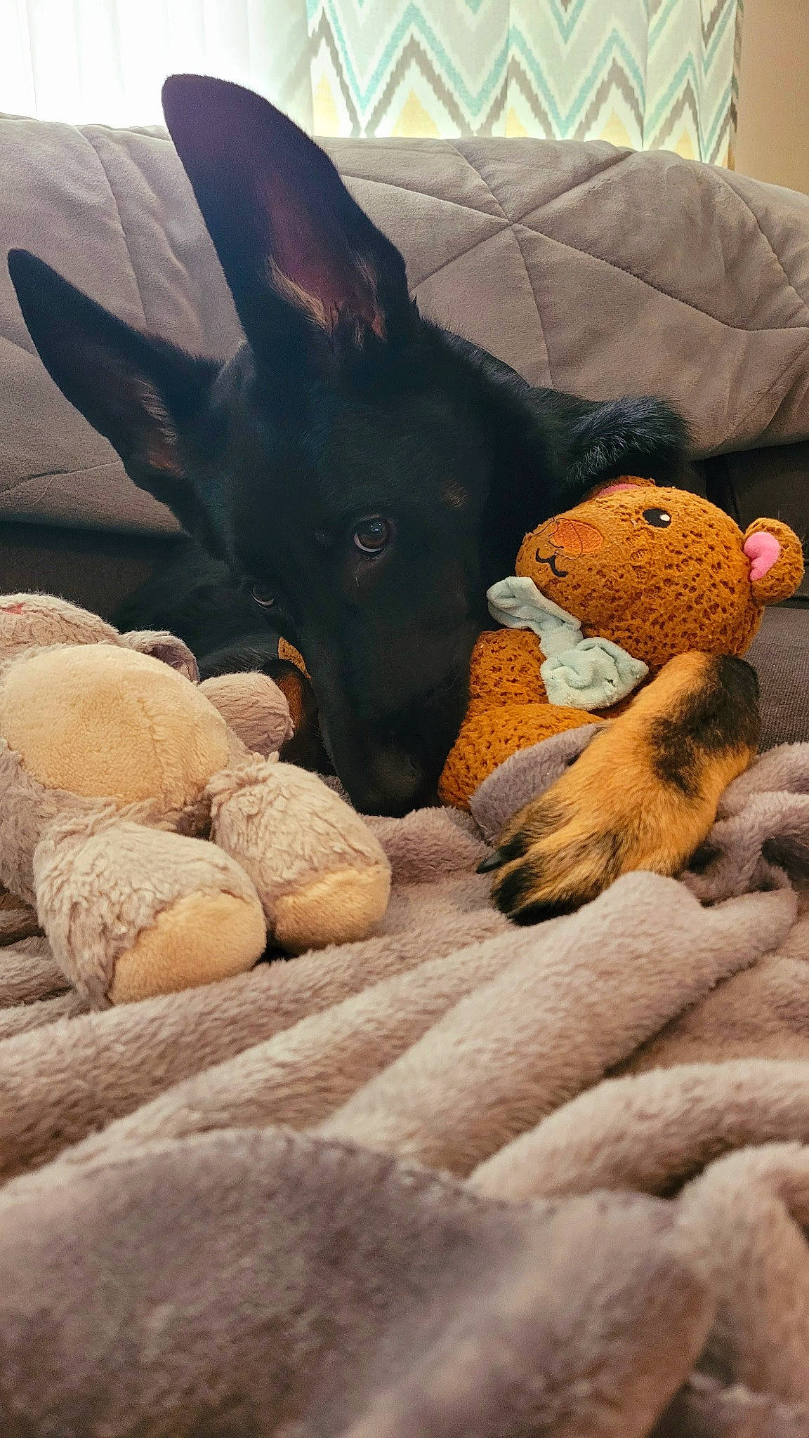 Raina is registered to the contest to win money with this photo: bed, carnivore, comfort, companion_dog, dog, dog_breed, fawn, felidae, fur, nap, plush, rock, snout, stuffed_toy, tail, terrestrial_animal, toy, tree, wood, working_animal