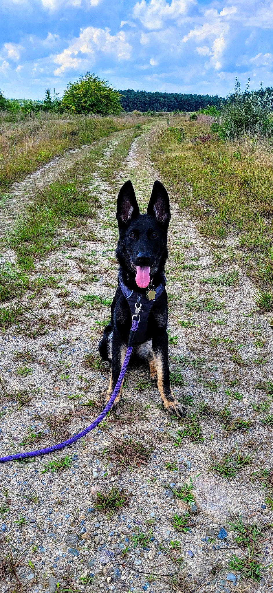 Raina joined the competition — help win amazing prizes! adventure, black_norwegian_elkhound, carnivore, collar, companion_dog, dog, dog_breed, dog_collar, dog_supply, dog_walking, electric_blue, grass, herding_dog, leash, plant, recreation, sky, sporting_group, tail, working_animal