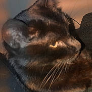 Lucy joined the competition — help win amazing prizes! cat, black_cat, close_up, whiskers, fur, animal, pet, indoor, warm_lighting, shadow, dark_fabric, side_view, looking_away, cute, feline, portrait, soft_focus, mammal, domestic_animal, night