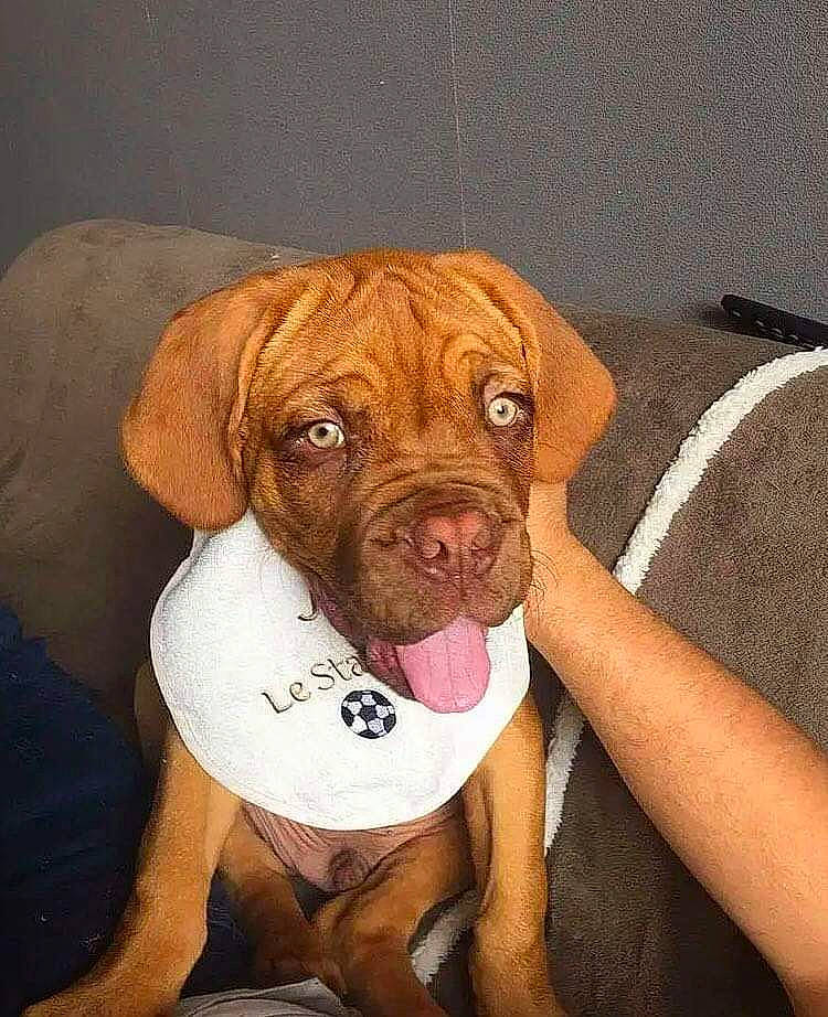 Duick a rejoint le concours — aidez-le/la à gagner de superbes lots ! brown, canidae, carnivore, collar, comfort, companion_dog, dog, dog_breed, dog_collar, dog_supply, fawn, liver, pet_supply, skin, snout, sporting_group, tan, whiskers, working_animal, working_dog