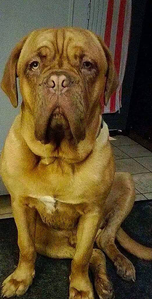 Duick participe au concours pour gagner de l'argent avec cette photo : canidae, carnivore, companion_dog, dog, dog_breed, fawn, floor, guard_dog, iris, jaw, liver, ori_pei, shar_pei, skin, snout, tan, whiskers, working_animal, wrinkle, yellow