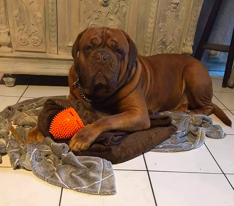 Duick a rejoint le concours — aidez-le/la à gagner de superbes lots ! canidae, carnivore, companion_dog, dog, dog_breed, dog_supply, fawn, floor, guard_dog, liver, molosser, old_english_bulldog, ori_pei, pet_supply, shar_pei, snout, sporting_group, working_animal, working_dog, wrinkle