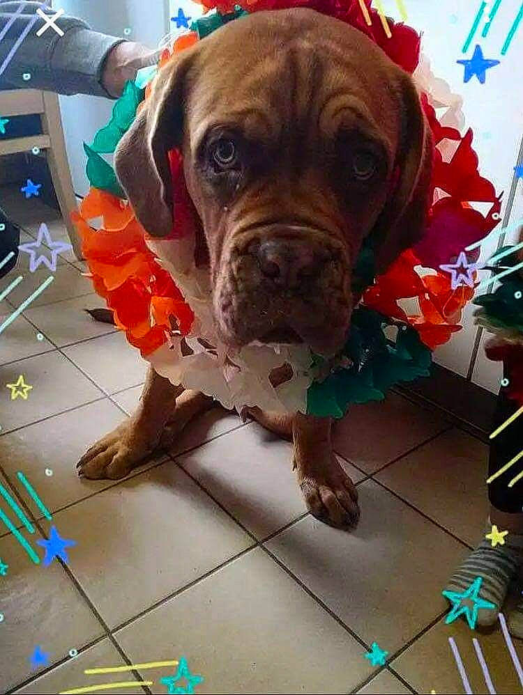 Duick a rejoint le concours — aidez-le/la à gagner de superbes lots ! canidae, carnivore, collar, companion_dog, dog, dog_breed, dog_collar, dog_supply, fawn, floor, flooring, liver, molosser, old_english_bulldog, pet_supply, snout, sporting_group, tile, working_animal, working_dog