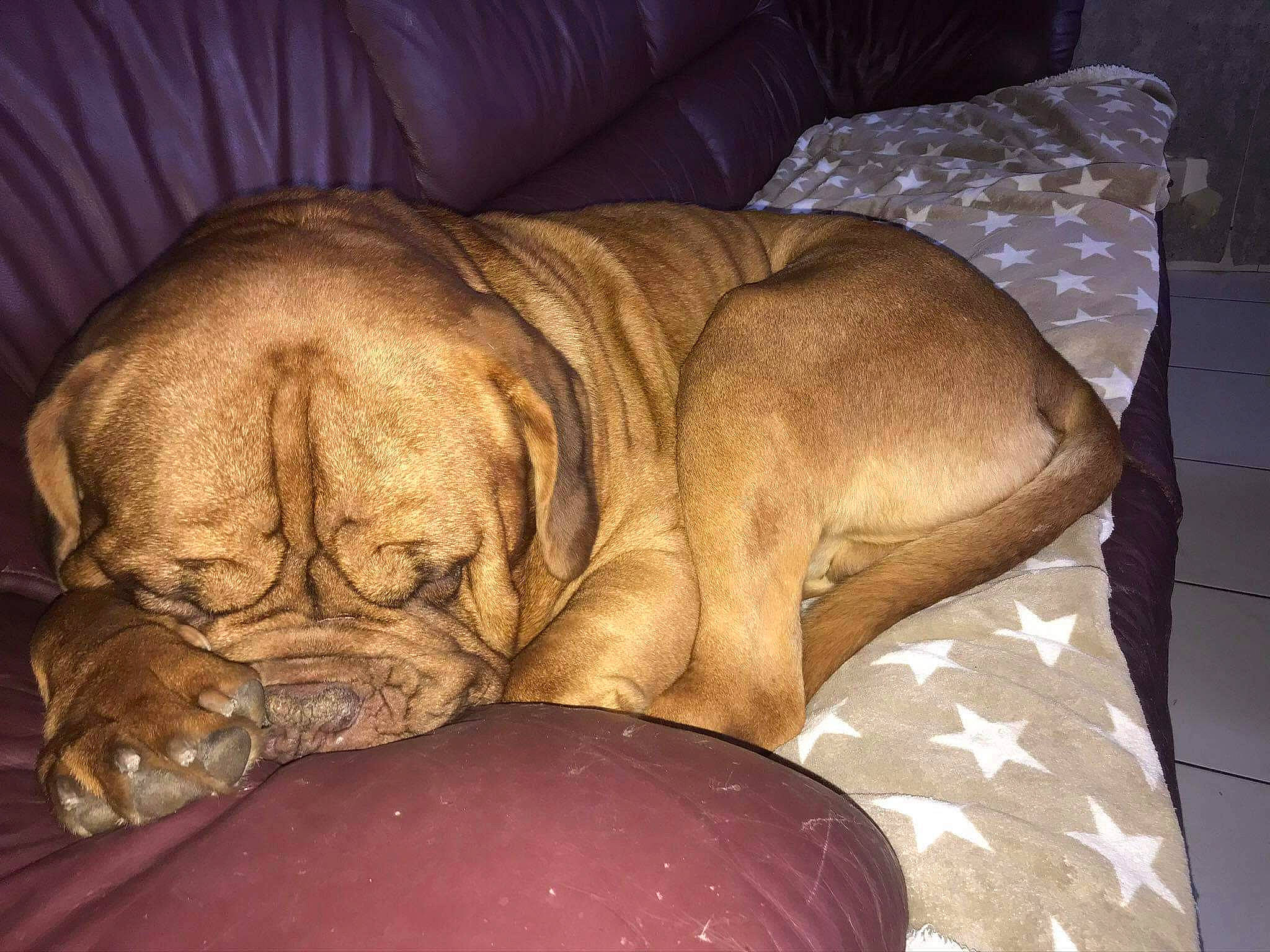 Duick a rejoint le concours — aidez-le/la à gagner de superbes lots ! ball, canidae, carnivore, comfort, companion_dog, couch, dog, dog_breed, dog_supply, fawn, liver, mammal, nap, old_english_bulldog, pet_supply, sleep, snout, working_animal, working_dog, wrinkle