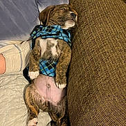 Samson is registered to the contest to win money with this photo: puppy, dog, sleeping, couch, blanket, blue_clothing, pet, indoors, cute, relaxed, fur, paw, small_dog, brindle, nap, resting, cozy, animal, domestic_animal, canine