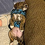puppy, dog, sleeping, couch, blanket, blue_clothing, pet, indoors, cute, relaxed, fur, paw, small_dog, brindle, nap, resting, cozy, animal, domestic_animal, canine