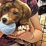 puppy, dog, tennis_ball, person, hand, paw, pet_crate, cage, indoor, playing, cute, affection, pet, animal, brown_fur, white_paws, bracelet, clothing, floor, resting_dog