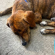Samson is registered to the contest to win money with this photo: animal, black, brindle, brown, calm, canine, closeup, collar, concrete, dog, fur, laying_down, muzzle, outdoor, paw, pet, quiet, relaxing, resting, sleeping