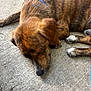 animal, black, brindle, brown, calm, canine, closeup, collar, concrete, dog, fur, laying_down, muzzle, outdoor, paw, pet, quiet, relaxing, resting, sleeping