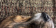 Samson is registered to the contest to win money with this photo: dog, sleeping, close_up, face, fur, texture, fabric, blanket, brown, black, pet, animal, resting, cozy, indoor, soft_focus, nose, whiskers, calm, relaxed