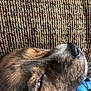 dog, sleeping, close_up, face, fur, texture, fabric, blanket, brown, black, pet, animal, resting, cozy, indoor, soft_focus, nose, whiskers, calm, relaxed