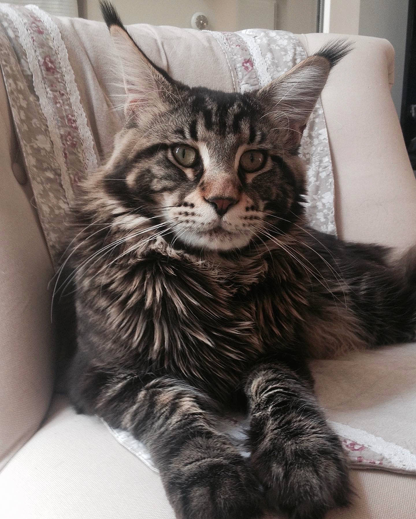 Mephisto participe au concours pour gagner de l'argent avec cette photo : carnivore, cat, claw, comfort, domestic_short_haired_cat, eye, felidae, fur, grey, maine_coon, paw, picture_frame, sitting, small_to_medium_sized_cats, snout, tail, terrestrial_animal, tree, whiskers