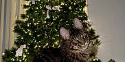 Winston participe au concours pour gagner de l'argent avec cette photo : background, cat, christmas_tree, cozy, curious, curtains, decorations, feline, fluffy, fur, green_eyes, holiday, indoor, lights, pet, sitting, soft_texture, tabby, tree_top, white_bows