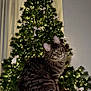 Winston participe au concours pour gagner de l'argent avec cette photo : cat, tabby, fluffy, christmas_tree, holiday, lights, decorations, white_bows, indoor, cozy, pet, feline, fur, sitting, curious, green_eyes, background, tree_top, curtains, soft_texture