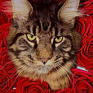 Winston a rejoint le concours — aidez-le/la à gagner de superbes lots ! animal, background, cat, closeup, cute, domestic_cat, ears, eyes, face, feline, floral, flowers, fur, nature, pet, portrait, red, roses, tabby, whiskers