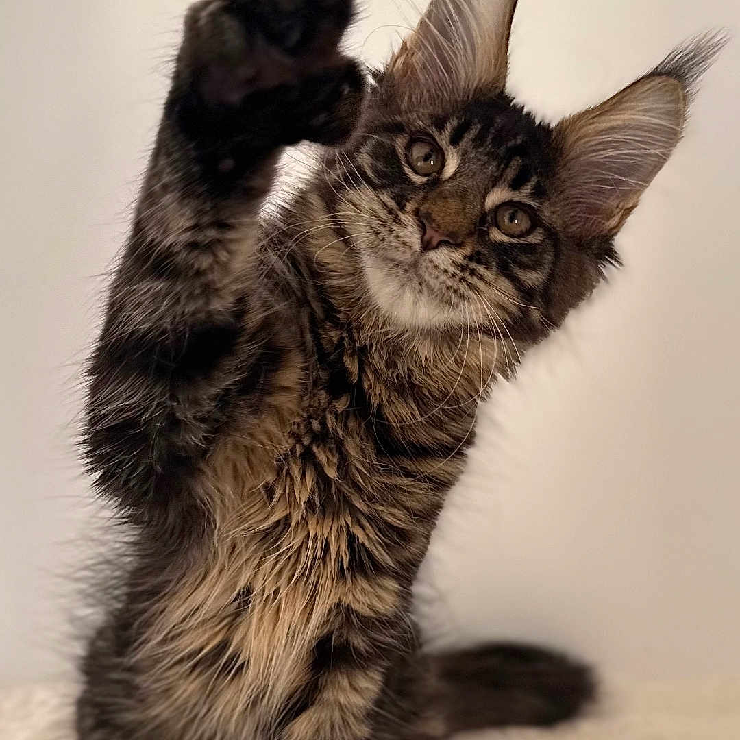 Winston