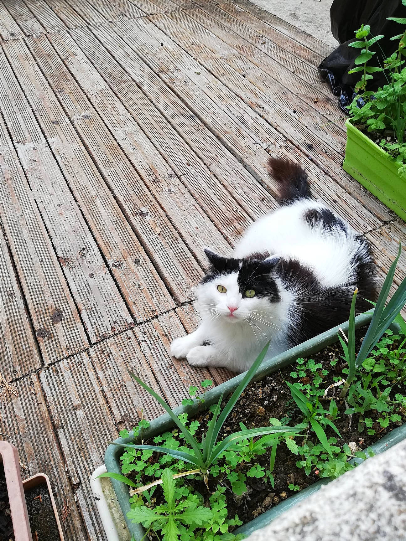 Manou participe au concours pour gagner de l'argent avec cette photo : carnivore, cat, felidae, fur, hardwood, herb, lumber, organism, plank, small_to_medium_sized_cats, tail, whiskers, wood, wood_flooring, wood_stain