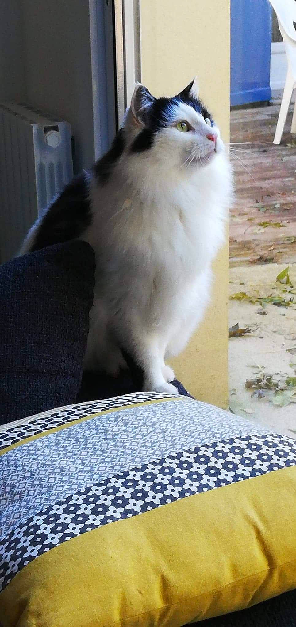 Manou a rejoint le concours — aidez-le/la à gagner de superbes lots ! carnivore, cat, domestic_short_haired_cat, felidae, fur, linens, small_to_medium_sized_cats, snout, tail, vertebrate, whiskers