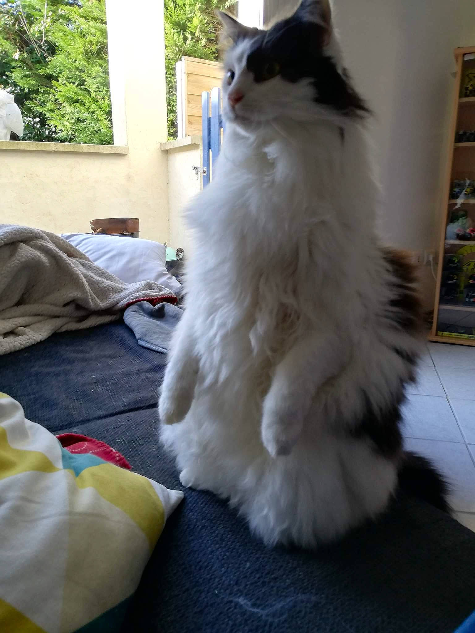 Manou a rejoint le concours — aidez-le/la à gagner de superbes lots ! british_longhair, carnivore, cat, daylighting, domestic_long_haired_cat, felidae, fur, home, linens, paw, ragamuffin, shelf, small_to_medium_sized_cats, snout, tail, textile, turkish_angora, whiskers