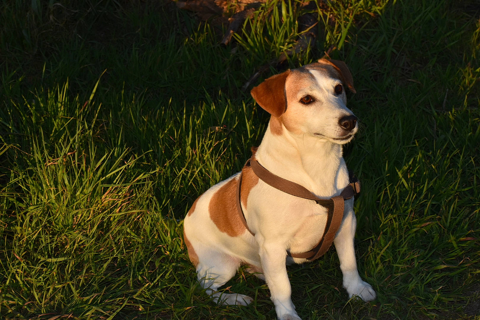 Limbo a rejoint le concours — aidez-le/la à gagner de superbes lots ! canidae, carnivore, companion_dog, dog, dog_breed, fawn, feist, grass, harrier, hunting_dog, mammal, plummer_terrier, rare_breed_dog, russell_terrier, snout, sporting_group, treeing_feist, vertebrate