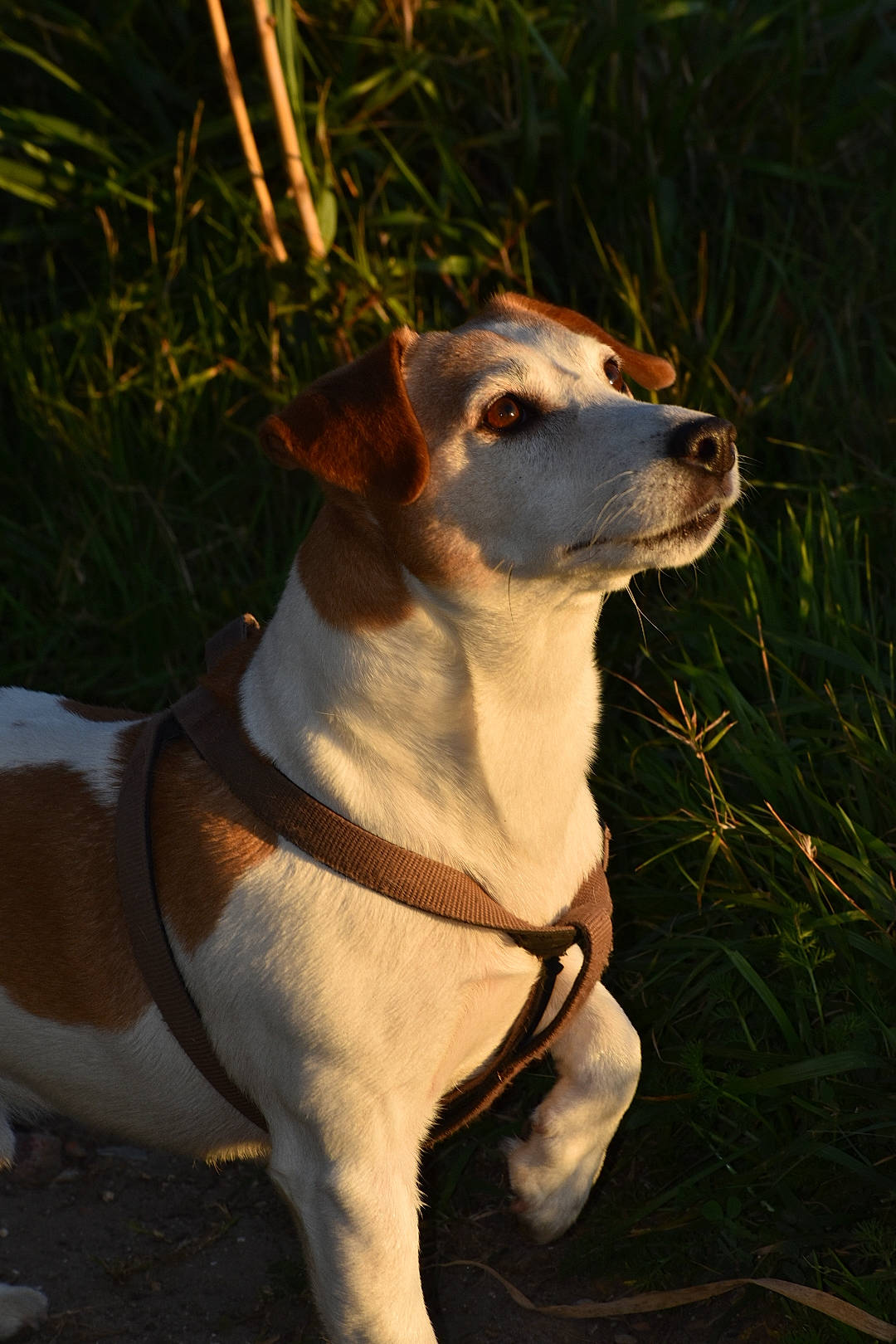 Limbo participe au concours pour gagner de l'argent avec cette photo : american_foxhound, beagle_harrier, canidae, carnivore, companion_dog, danish_swedish_farmdog, dog, dog_breed, harrier, jack_russell_terrier, mammal, parson_russell_terrier, plummer_terrier, rare_breed_dog, russell_terrier, sporting_group, vertebrate