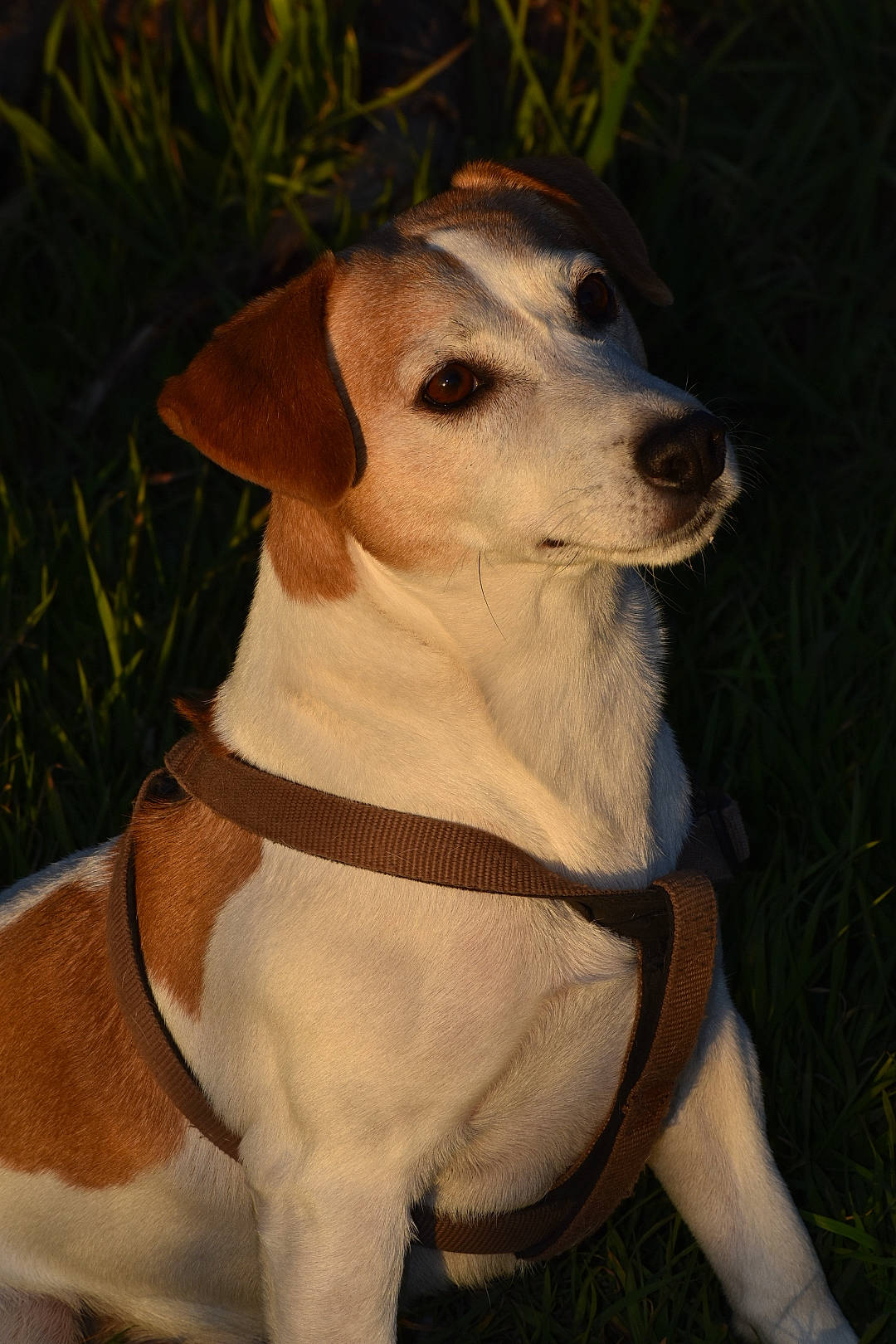 Limbo participe au concours pour gagner de l'argent avec cette photo : american_foxhound, beagle, canidae, carnivore, companion_dog, danish_swedish_farmdog, dog, dog_breed, fawn, feist, harrier, jack_russell_terrier, mammal, rare_breed_dog, russell_terrier, sporting_group, vertebrate