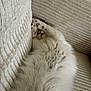 cat, fluffy, white, paws, sleeping, couch, furniture, cozy, relaxed, indoor, pet, fur, resting, cute, animal, soft, home, comfort, nap, tabby