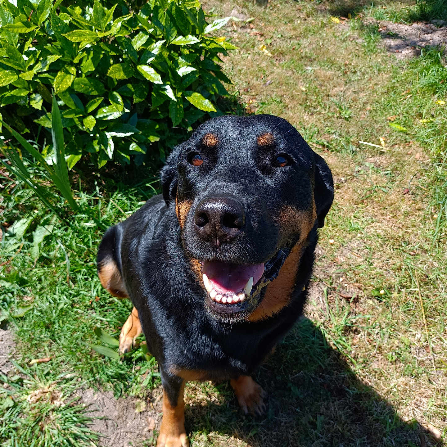 Punkie a rejoint le concours — aidez-le/la à gagner de superbes lots ! animal, canine, daylight, dog, friendly, fur, garden, grass, greenery, happy, mammal, nature, outdoor, pet, rottweiler, shadow, sitting, smiling, sunlight, tongue