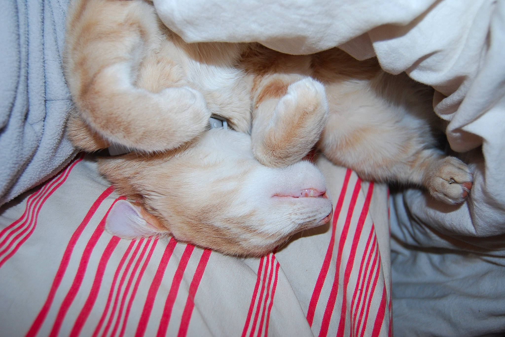 Crapouille participe au concours pour gagner de l'argent avec cette photo : canidae, carnivore, claw, comfort, companion_dog, dog_breed, ear, fawn, felidae, fur, gesture, linens, nail, paw, small_to_medium_sized_cats, snout, sporting_group, tail, textile, whiskers