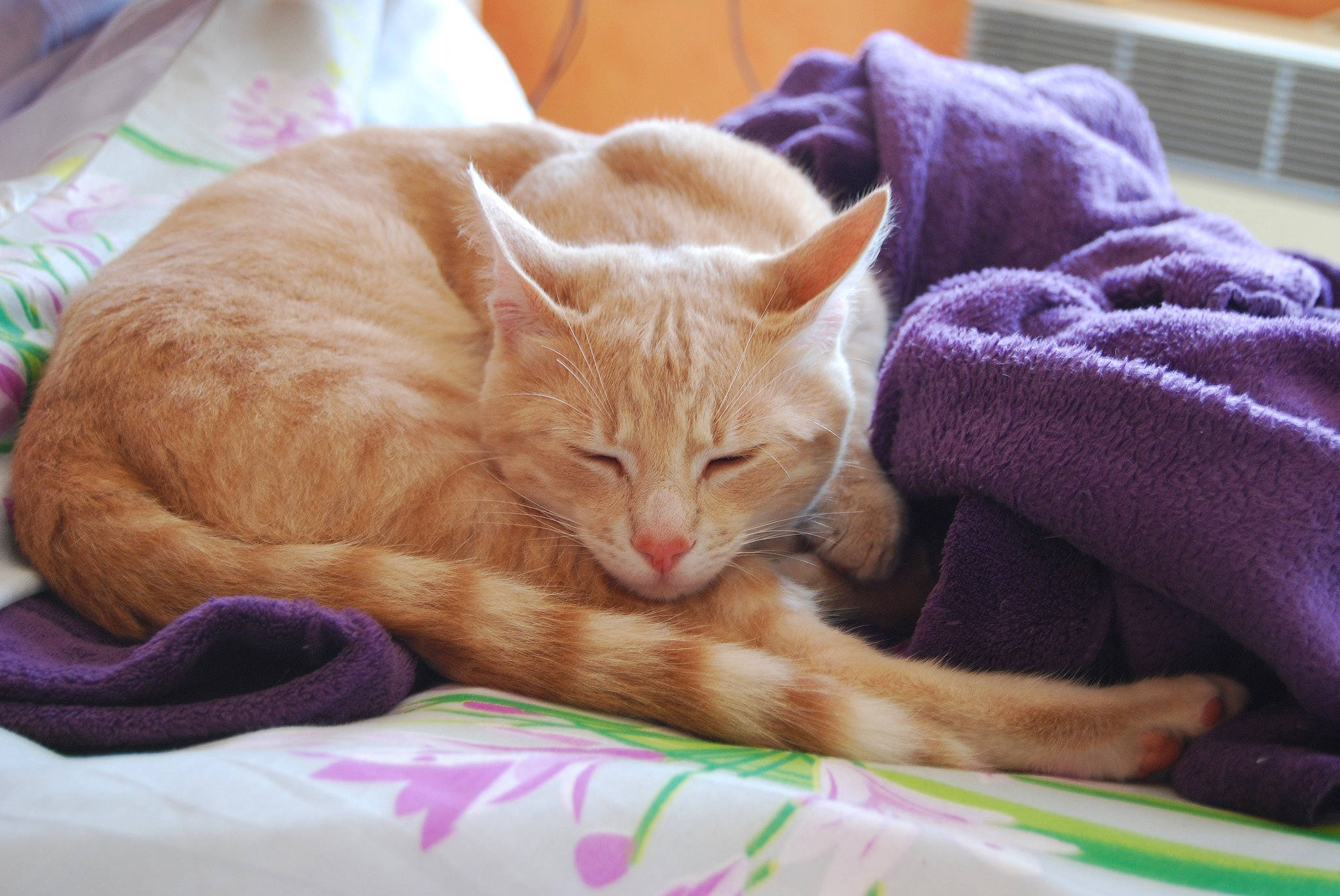 Crapouille participe au concours pour gagner de l'argent avec cette photo : bed, carnivore, cat, cat_supply, claw, comfort, domestic_short_haired_cat, fawn, felidae, fur, linens, nap, paw, pet_supply, sleep, small_to_medium_sized_cats, snout, tail, textile, whiskers